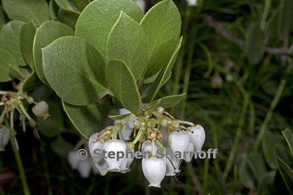 arctostaphylos montana ssp ravenii 2 graphic